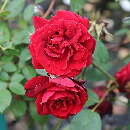 Red Climbing Rose Plant K568755