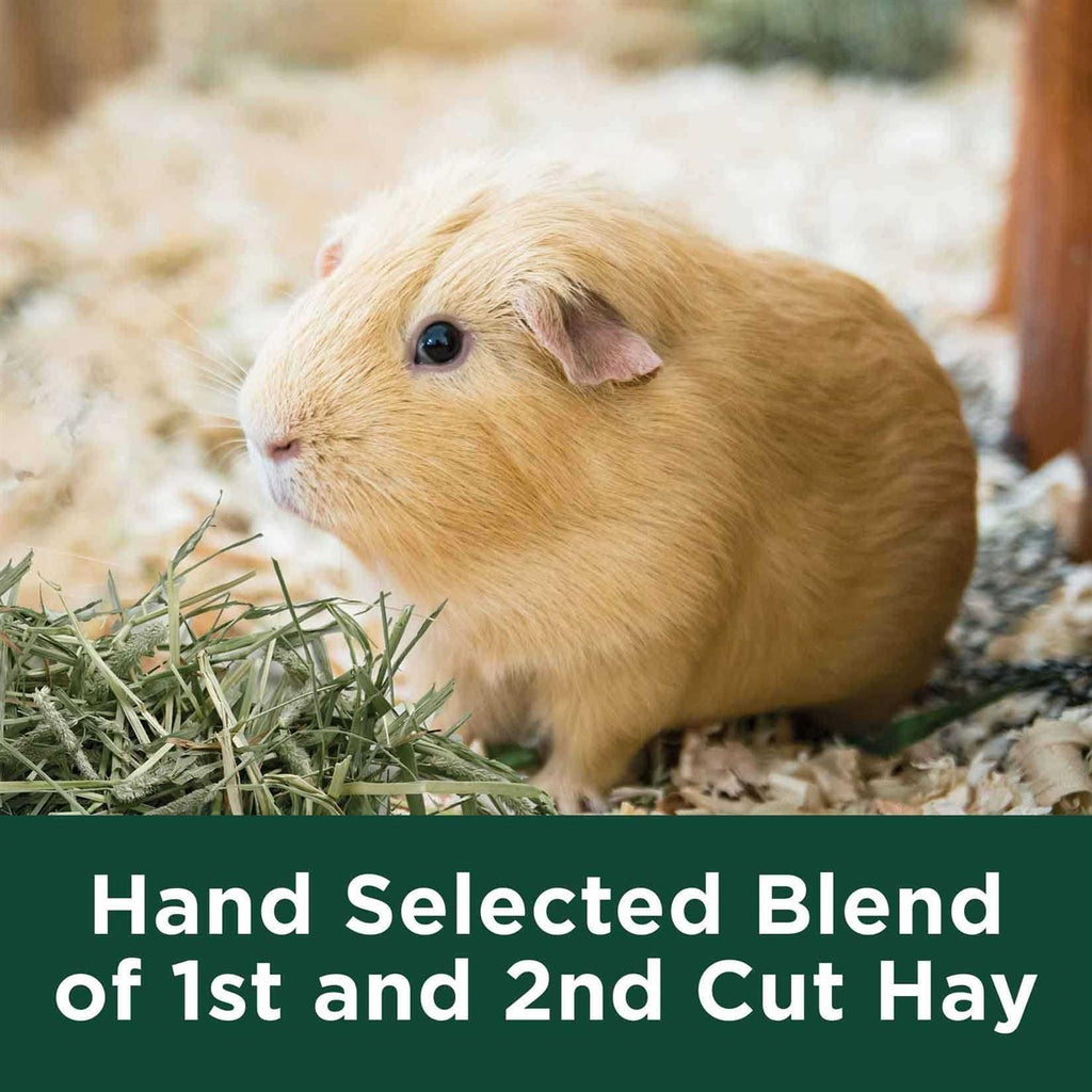 Natural Timothy Hay X125944