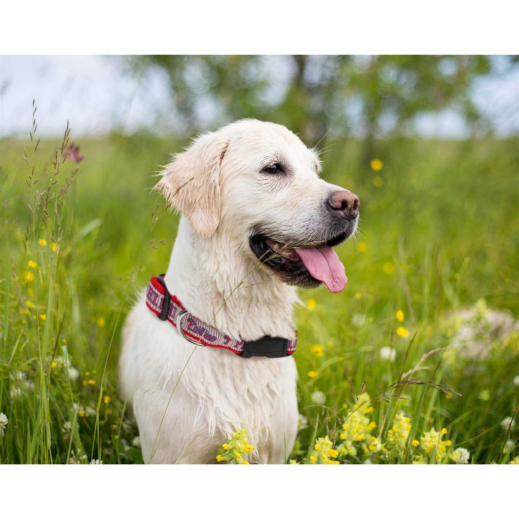 Pet Dog Collar Q759