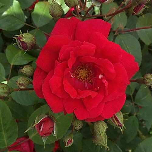 Red Climbing Rose Plant K568755