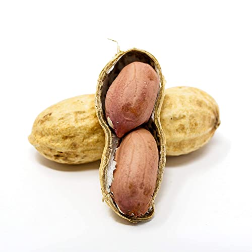 Whole in Shell Raw Peanuts 10lb T20959