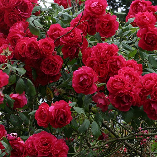 Red Climbing Rose Plant K568755