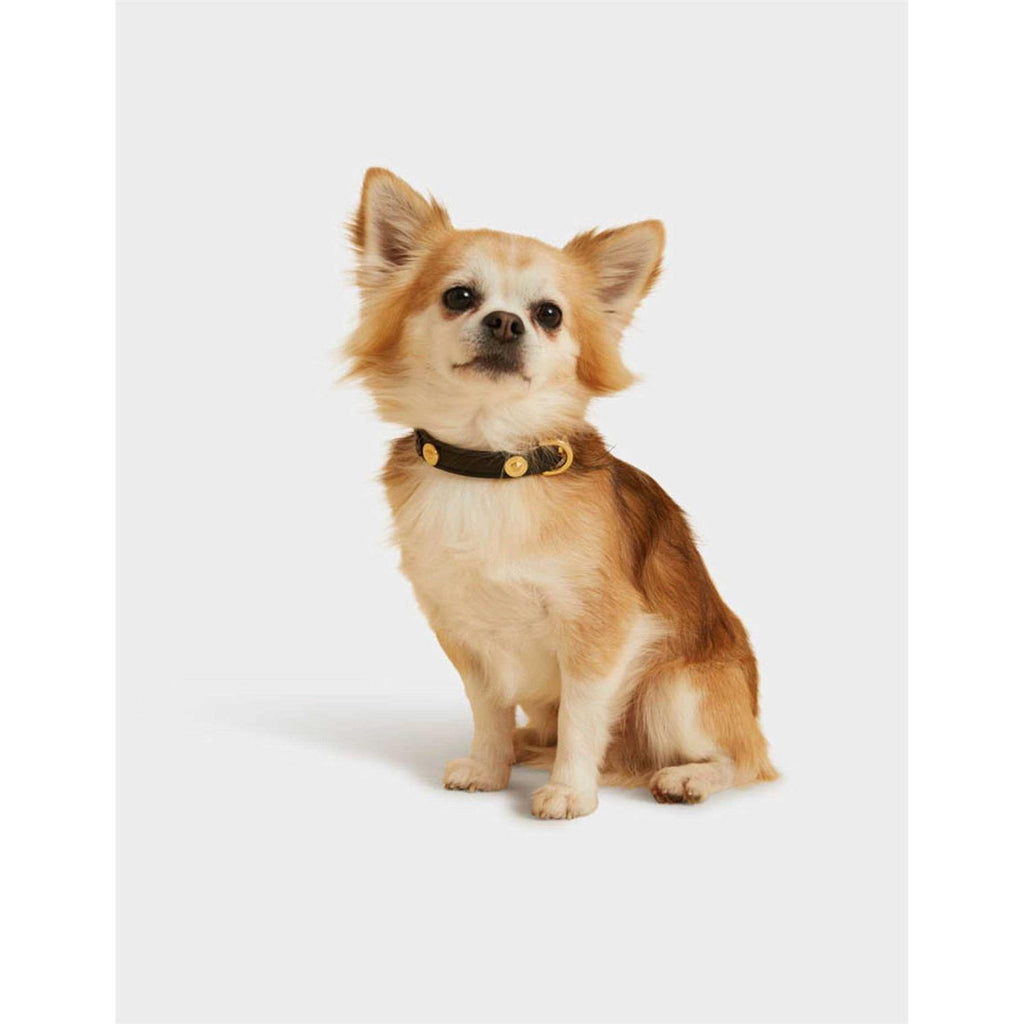 Small Pet Collar R769600